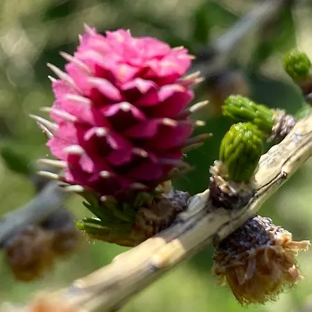 럭셔리텐트 Eco Yourte Les Airelles 4*