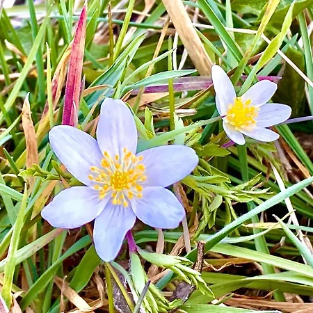 Eco Yourte Les Airelles 럭셔리텐트 4*