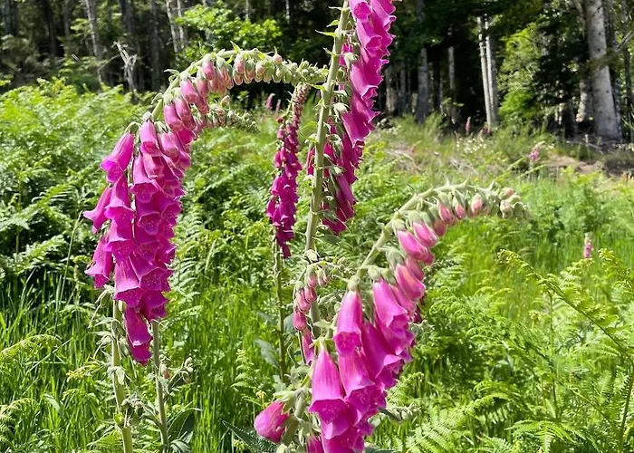 Роскошный шатер Eco Yourte Les Airelles